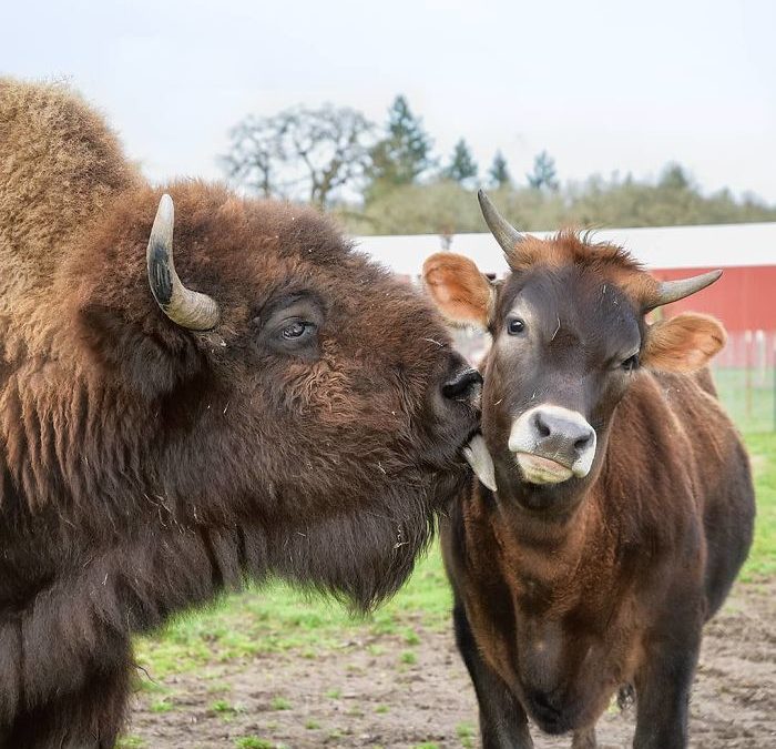 Blind And Lonely, Helen, The Bison, Seemed Destined For Loneliness, But Then She Met Oliver