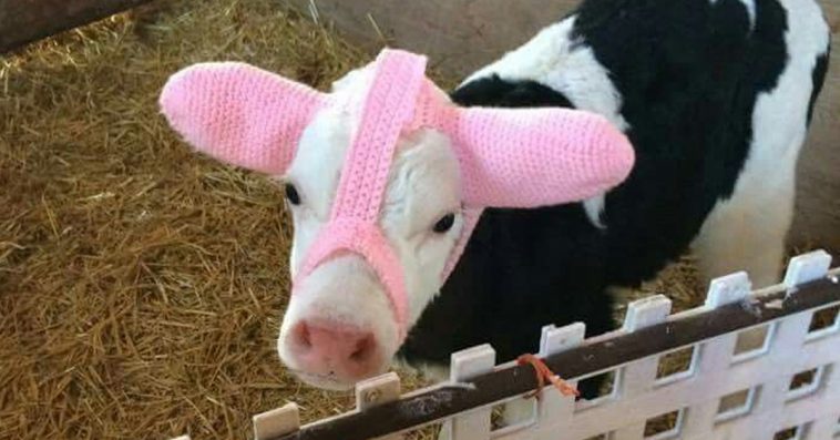 Farmers Are Using Earmuffs To Protect Their Calves From Frostbite, And It’s Adorable