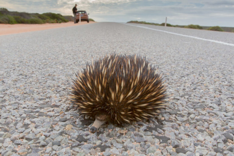 Meet Eleanor, The Giant Echidna So Chonky She Survived Getting Hit By ...