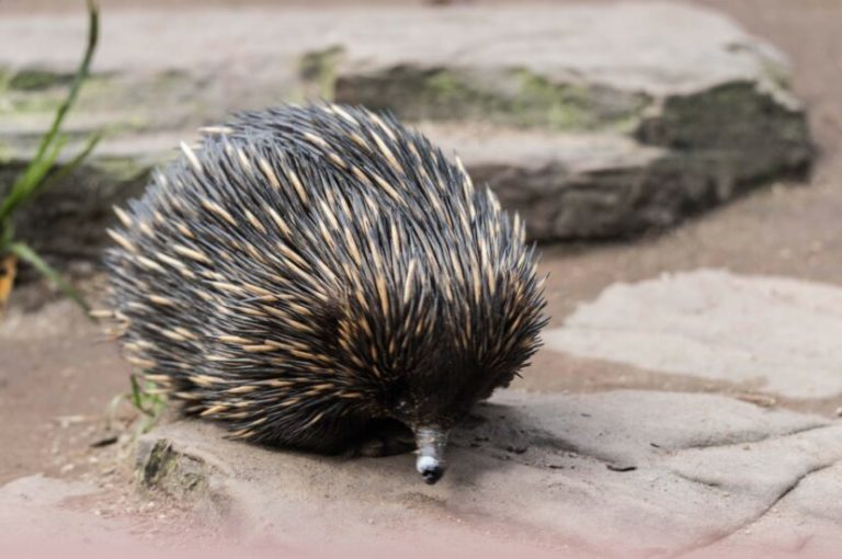 Meet Eleanor, The Giant Echidna So Chonky She Survived Getting Hit By ...