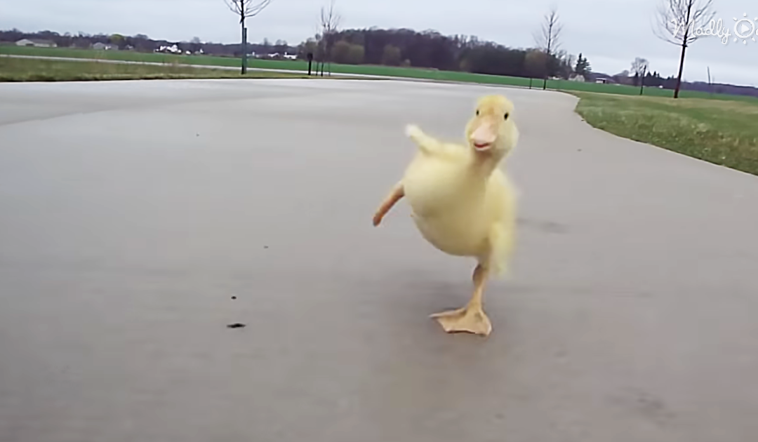 Adorable Duckling Goes For A Walk With His Human
