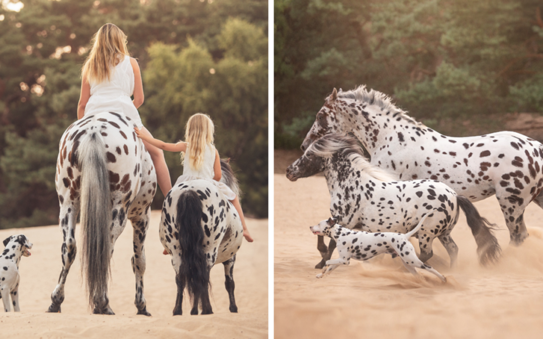 This Dog Became Part Of A Horse Family, And Their Photos Are Adorable