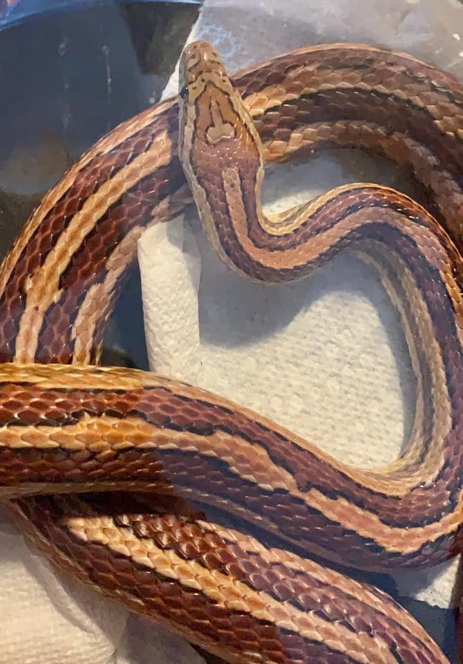 Name For Pet Snake Goes Viral Because Of Unique Skin Mark | Pawsitive Club