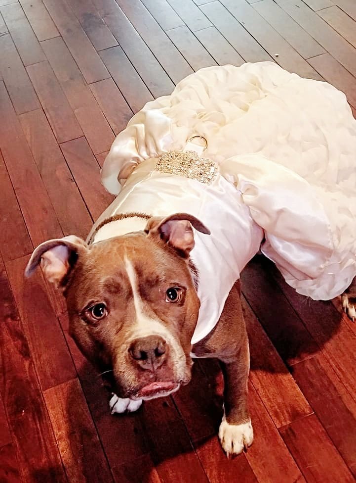 Pitbull In A Dress