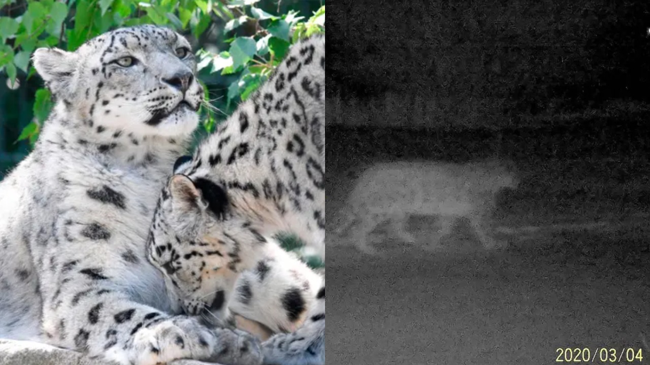 Rare Snow Leopards Spotted in Popular Hiking Destination Now Under ...