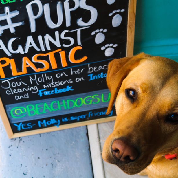 Meet Molly, The Labrador That Cleaned 250,000 Pieces Of Litter On ...