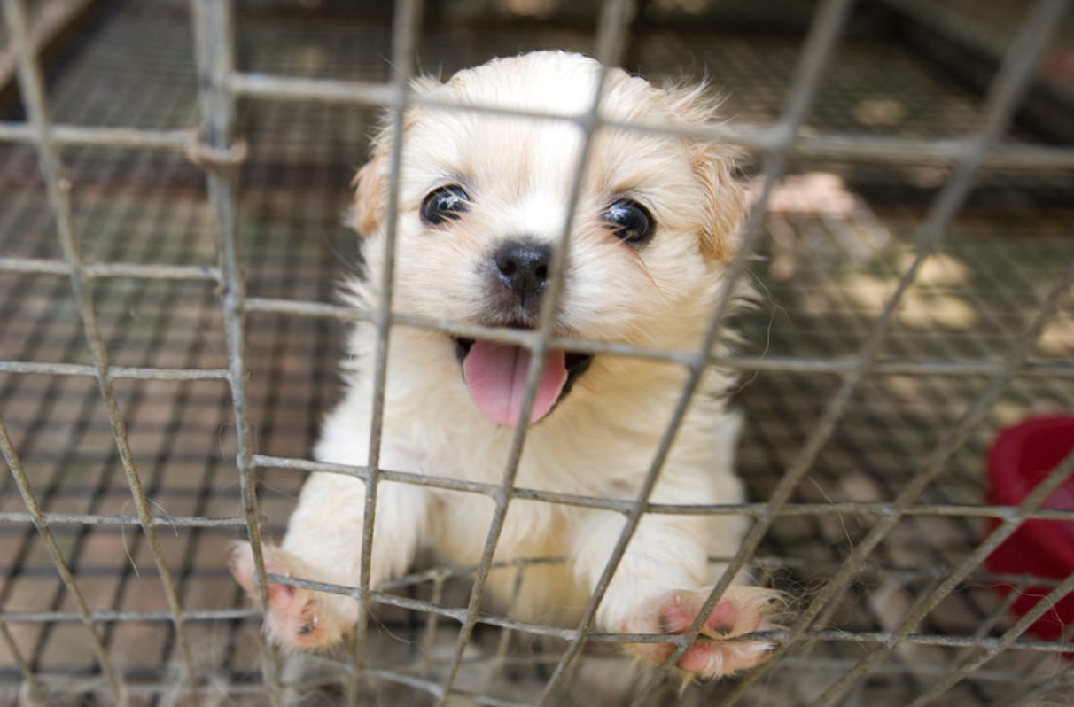 Hundred Puppies Found in Horrible Mill, Keeping Them In Filthy