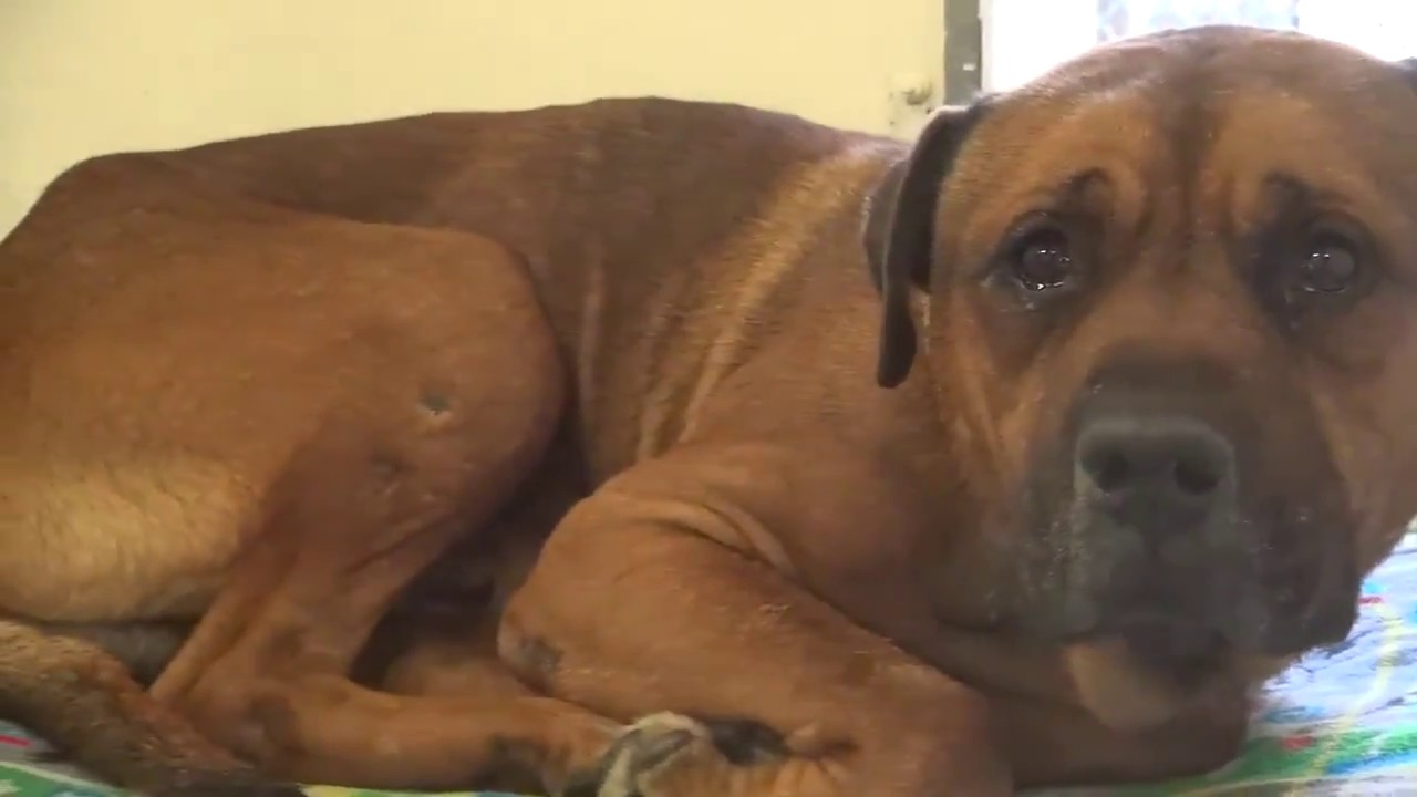 dog-won-t-stop-crying-after-realizing-he-s-been-abandoned-at-shelter